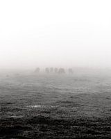 Nebliger Morgen in Overijssel