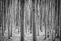 Bouleaux en noir et blanc