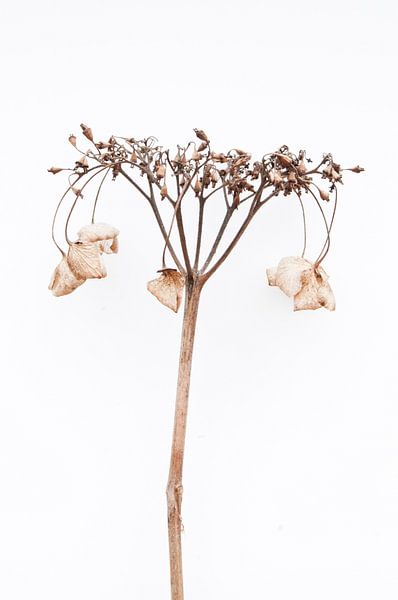 Hortensia dramatica I von Guido Van den Troost