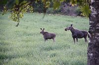 Orignal dans le jardin