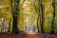 Zählen Sie alle Blätter