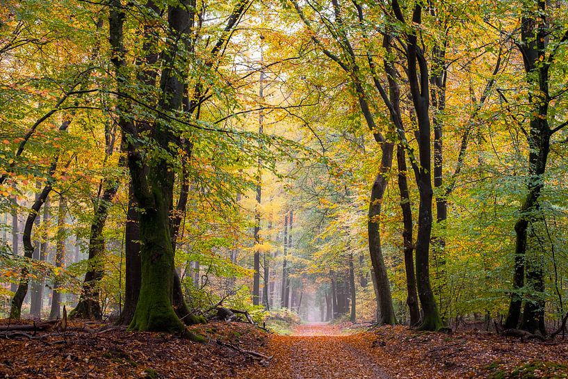 Compter toutes les feuilles par Tvurk Photography