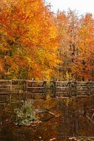 L'automne aux Pays-Bas, de beaux arbres aux feuilles oranges et jaunes