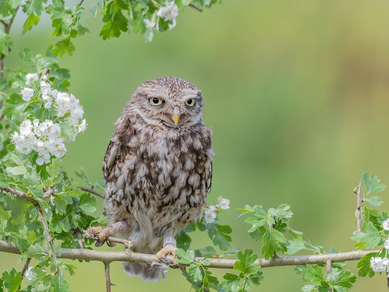 Steinkauz in der Blüte von Aandenken in Beeld
