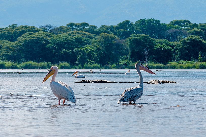 Kleine pelikaan von Maarten Verhees