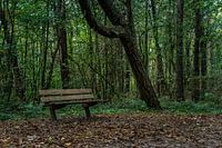 Bankje in het bos