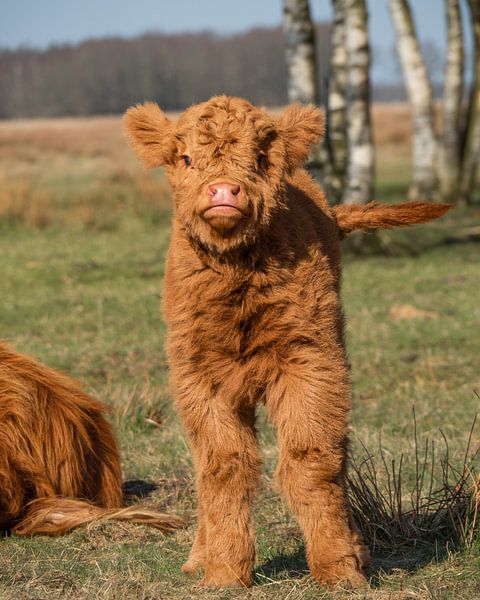 Porträt eines jungen schottischen Highlanders von Saranda Hofstra