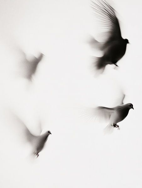 flying pigeons by Franka Poulain