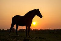 Cheval au coucher du soleil.
