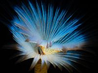 Pfauenröhrenwurm Nahaufnahme, blau