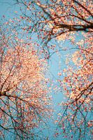 Koperkleuren in de herfst