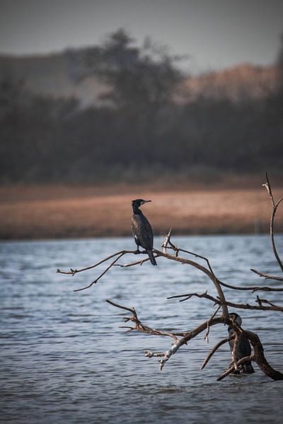 Kormoran #1 von Selwyn Smeets - SaSmeets Photography