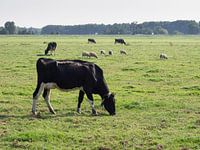 Photo couleur d'un paysage typiquement hollandais avec des vaches et des moutons