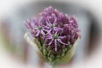 Lila Allium in Blüte