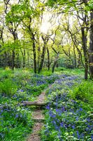 Wilder Hyazinthenwald