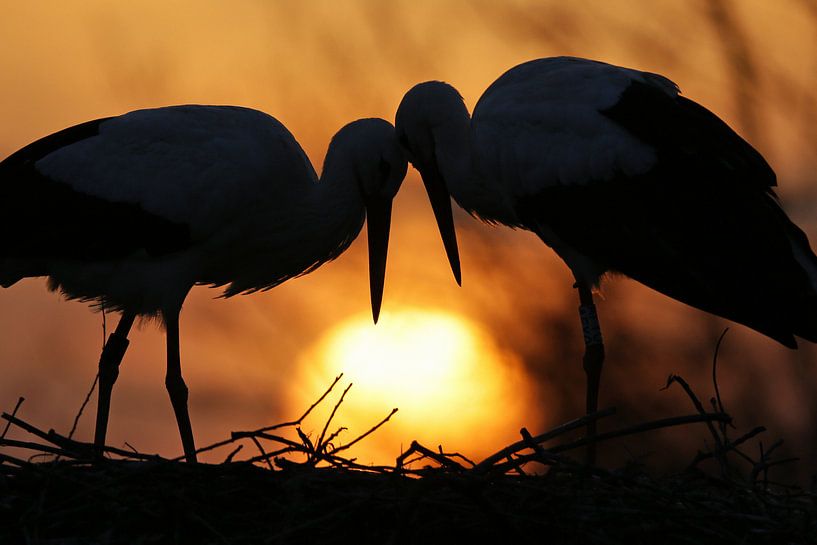 Störche beim Kuscheln von Thomas Herzog