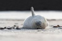 Lui, luier, luist...