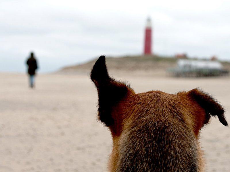 Tegenwind op Texel von Annelies Martinot