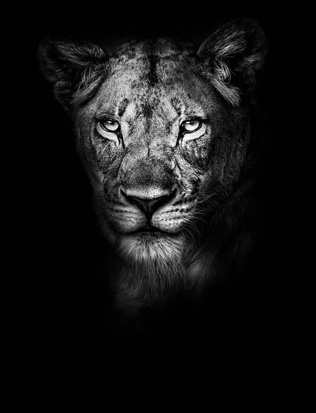 Löwin von Jeff's Gallery