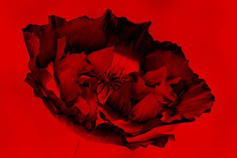 Black &amp; Red by Yvonne Blokland