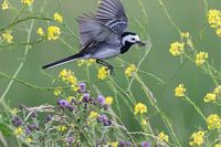 Wagtail