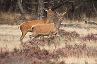 Hindes op de hoge Veluwe