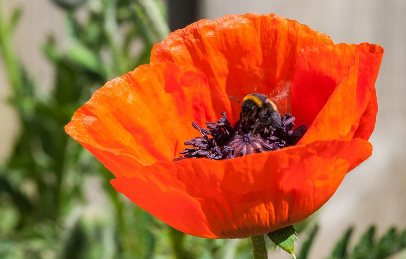 klaar om naar huis te gaan by mick agterberg