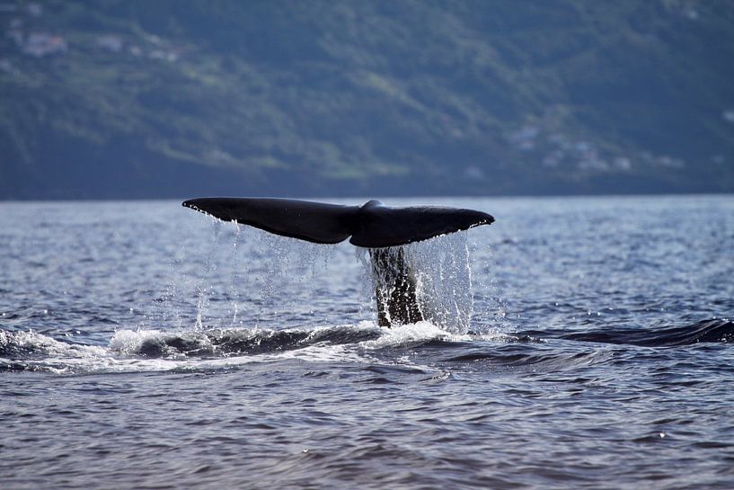 Pottwal (Azoren) von Dominique Vernooij