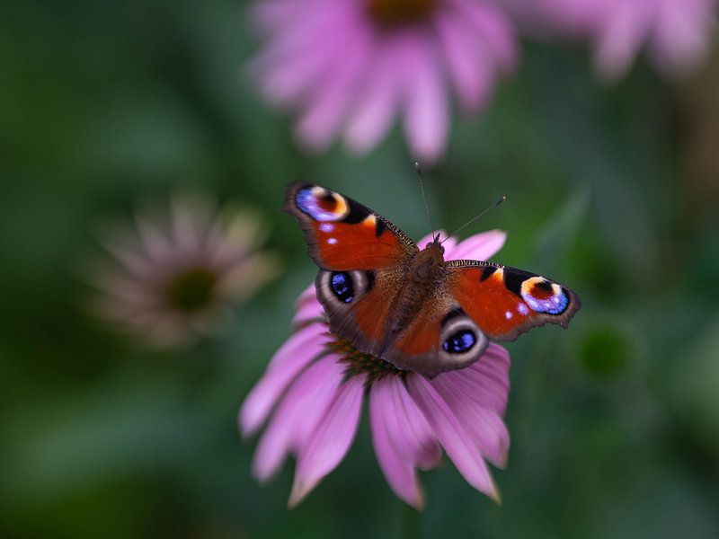 Attraction mutuelle par Claudia Lipschitz