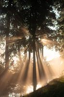 Le soleil brille magnifiquement à travers les arbres (debout)