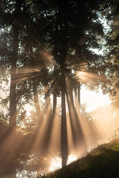The sun shines beautifully through the trees (portrait) by Michel Geluk
