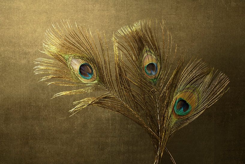 Peacock feathers greeting you. by Alie Ekkelenkamp