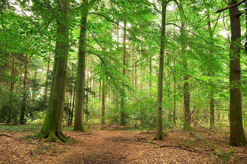 Beech forest in Echten II by Corinne Welp