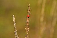 Ladybug
