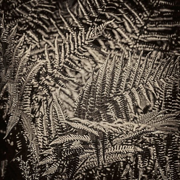 duotone by Hanneke Luit