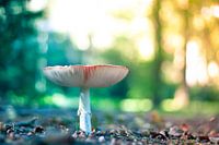 Het huisje van meneertje Sprenkel de boskabouter