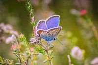 Studded blue