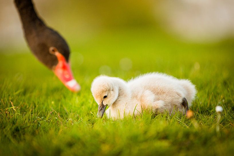 Cosse de cygne par Dethmer Kupers