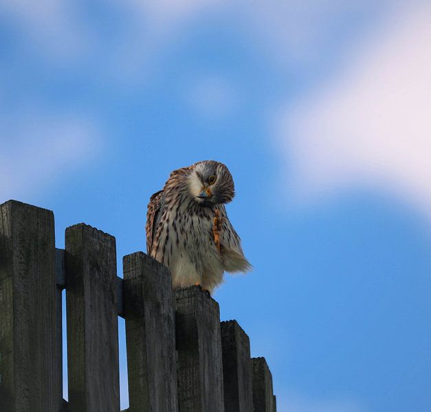 Bonjour à tous ! Comme la crécerelle qui vous fait signe.... par Marjon Woudboer