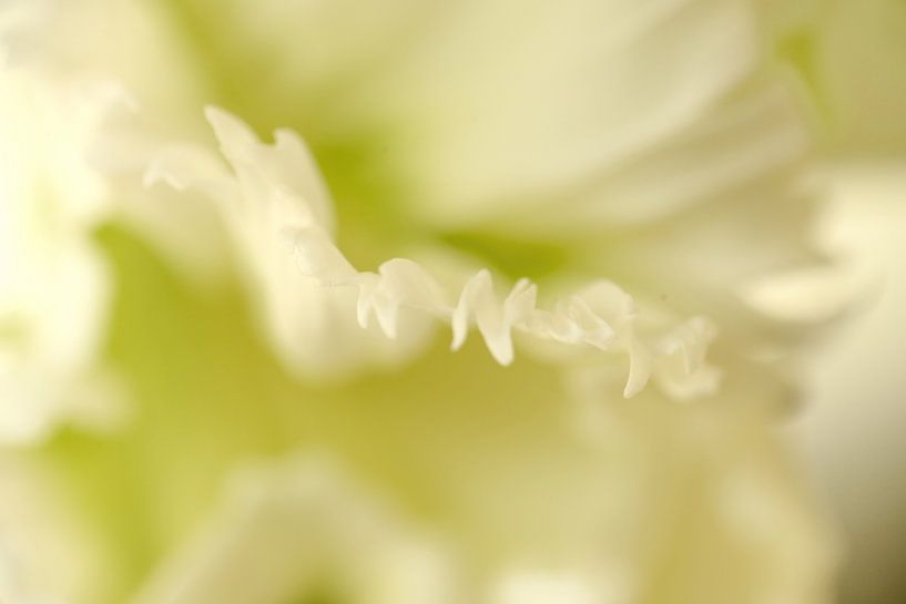 Rand van een witte tulp par Gonnie van de Schans