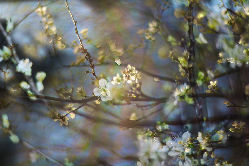 Spring blossom in Vondelpark by Marianna Pobedimova