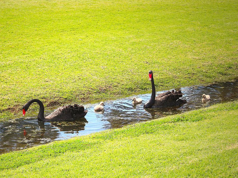 Famille du cygne en deuil par Ines Porada