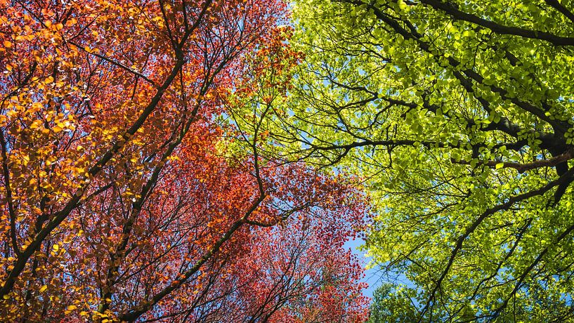 Spring colours in the forest by Erwin Pilon