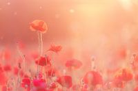 Rêves de coquelicots partie II