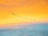 Bird migration