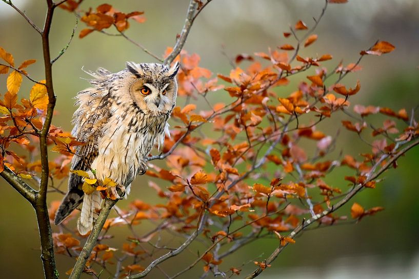 Long-eared owl by Theo Groote