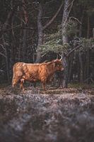 Highlander écossais, Wezepsche Heide