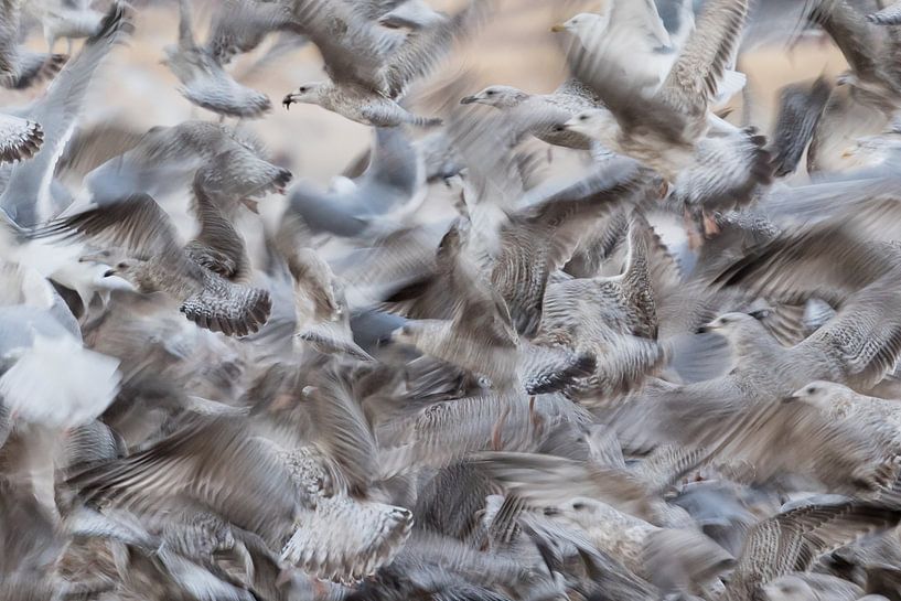 Möwenchaos von Pauline Rote