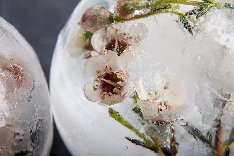 Hoya in ice par Marc Heiligenstein