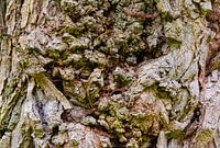 Die faszinierende Rinde eines Baumes